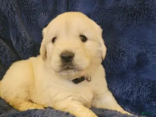 Golden Retriever dogs Golden Retriever Puppy 8 - Ad 27