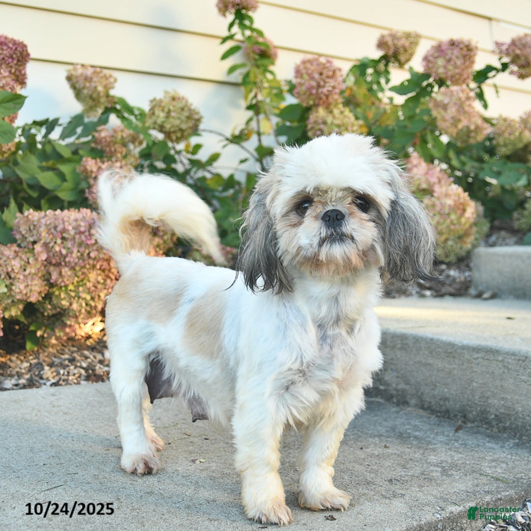 Shih Tzu dogs for sale: Rosie  - Ad 4