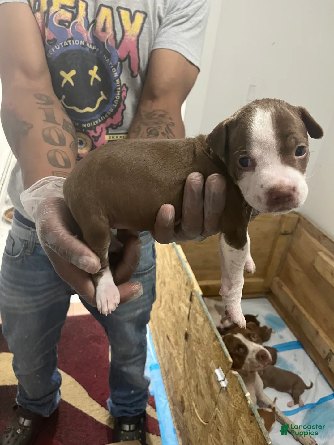 American Pit Bull Terrier dogs for sale: American Pit Bull Terrier 3 - Ad 2
