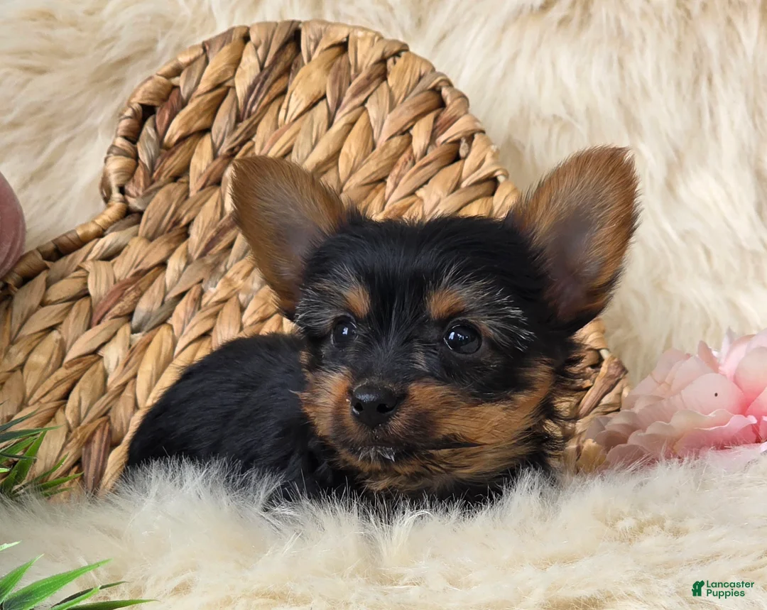 Yorkshire Terrier dogs for sale: Amber - Ad 6