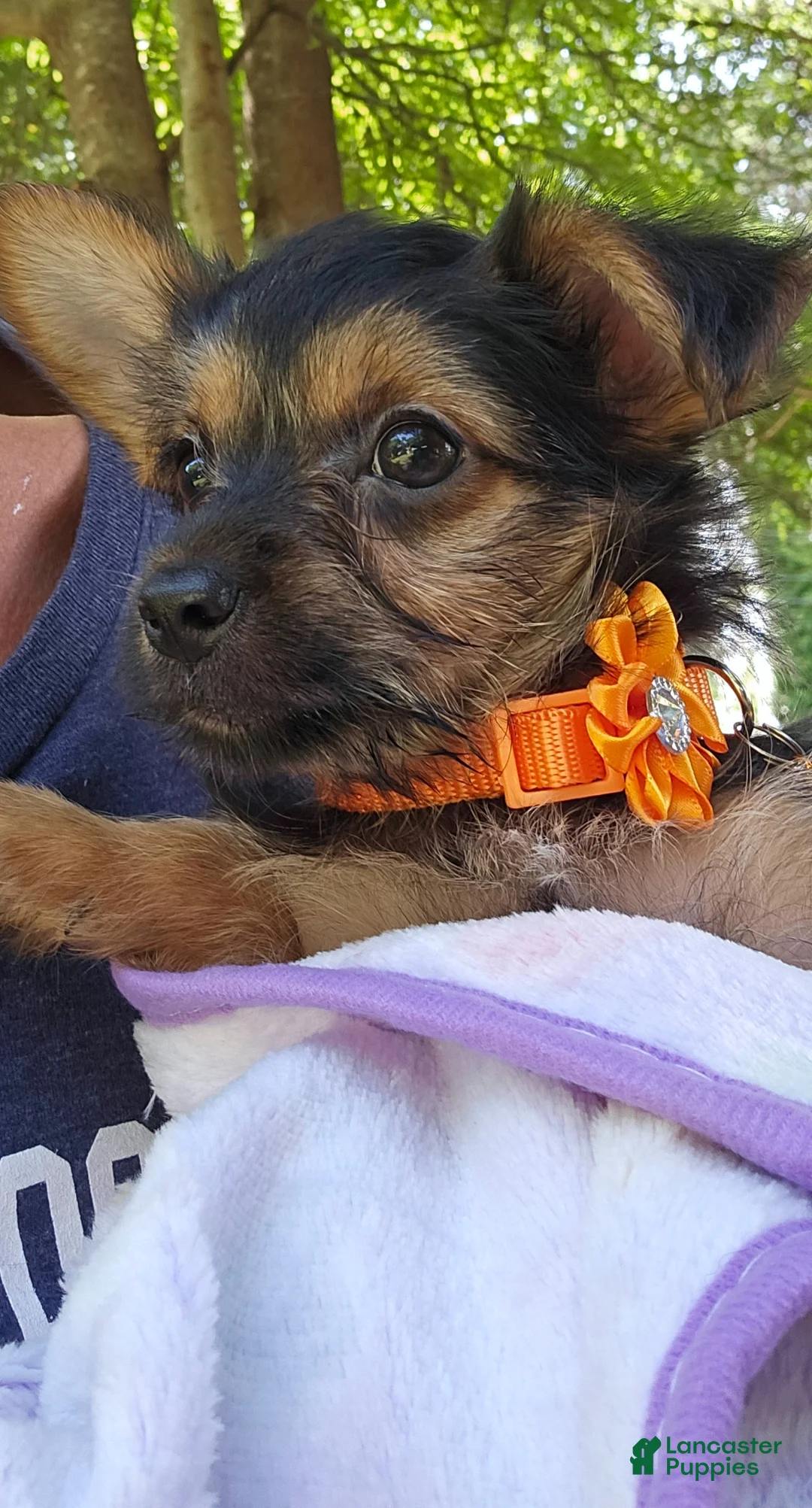 Yorkshire Terrier dogs for sale: Mouse CKC - Ad 8