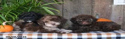 Havapoo dogs for sale: Ruby - Ad 3