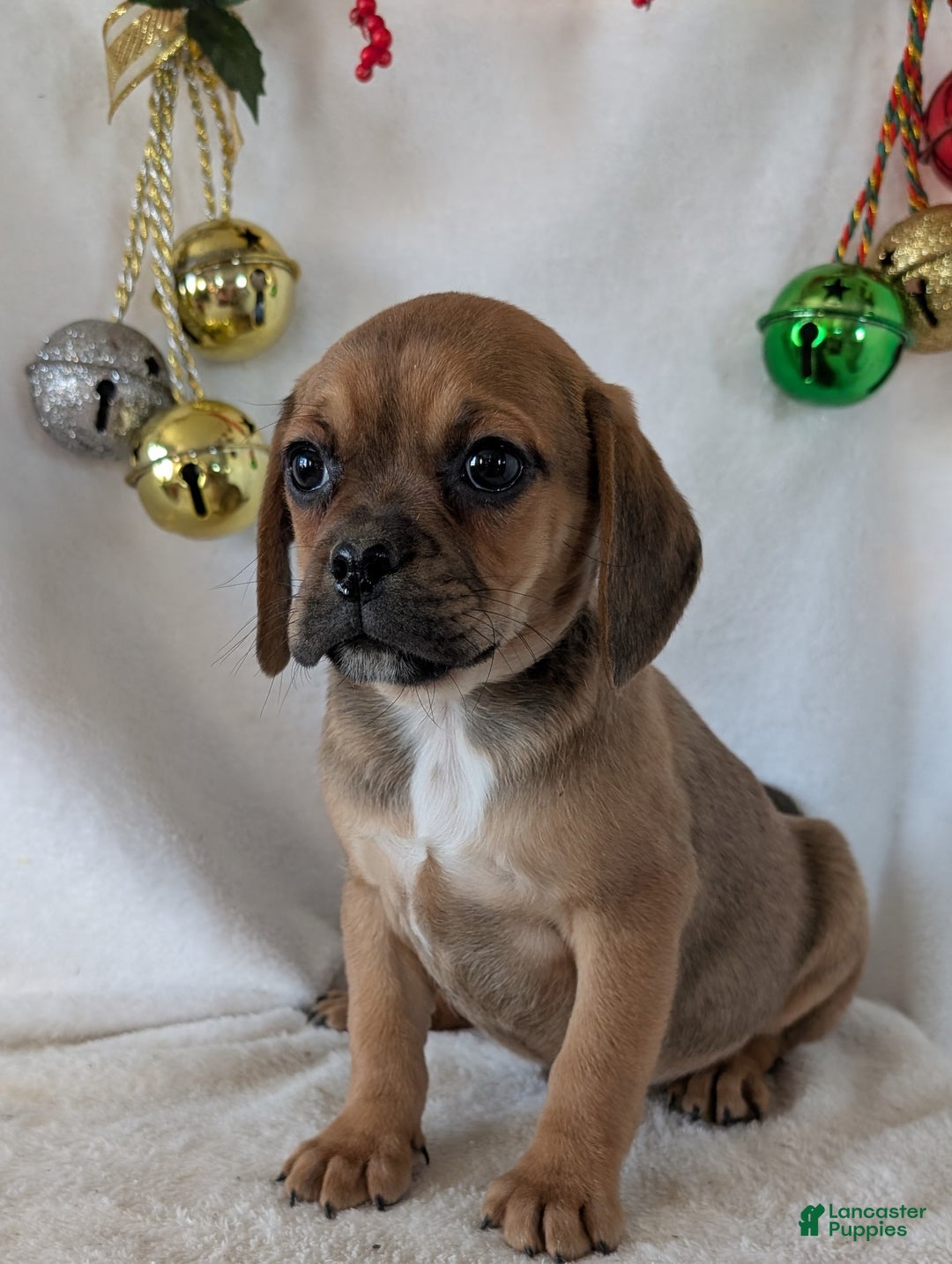 Puggle dogs for sale: Buddy  - Ad 1