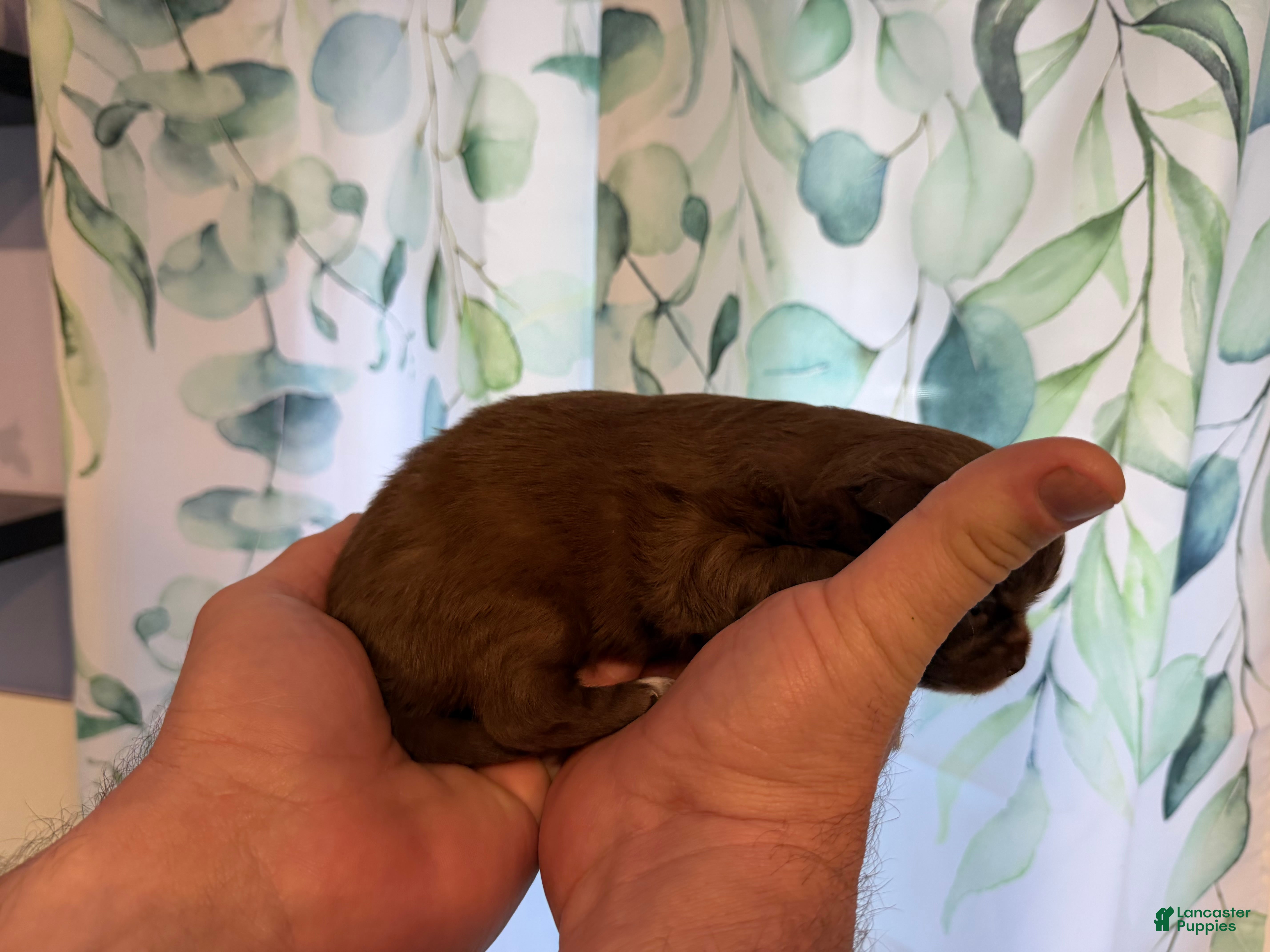 Chihuahua dogs Bjorn - Ad 2