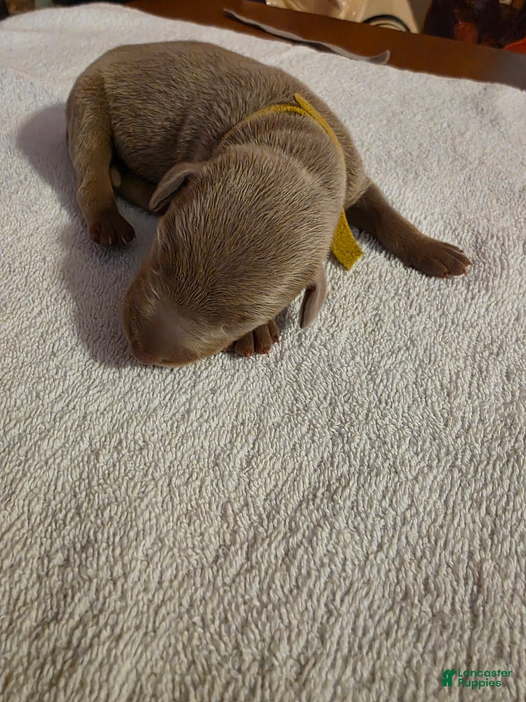 Doberman Pinscher dogs for sale: Doberman Pinscher Puppy 5 - Ad 2