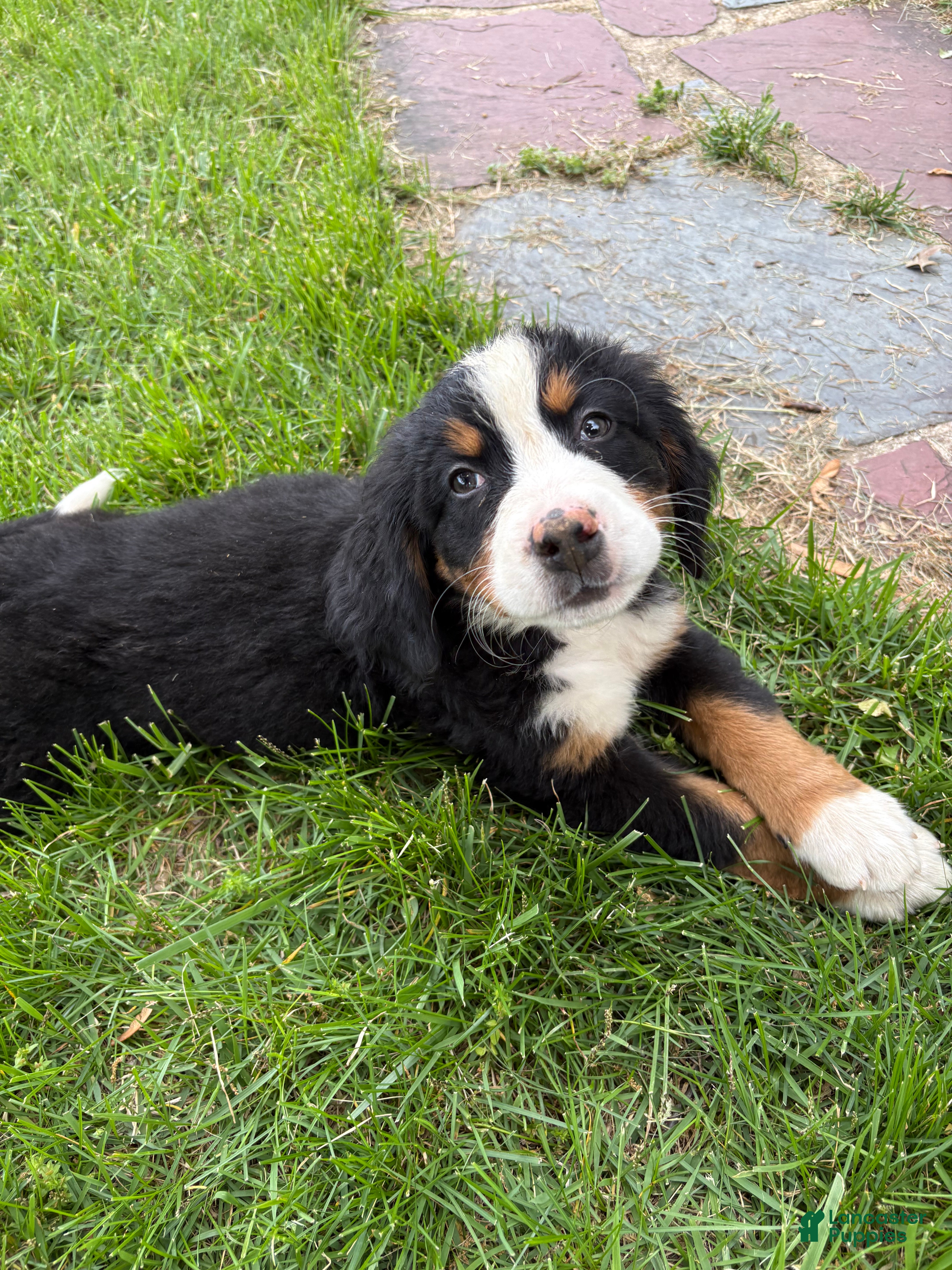 Bernese Mountain Dog dogs Shamrock  - Ad 1