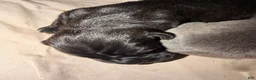 Cane Corso dogs for sale: Cane Corso Puppy 2 - Ad 20