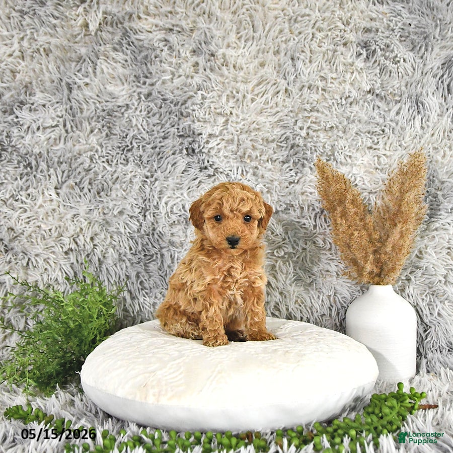 Toy Poodle dogs Juno - Ad 1