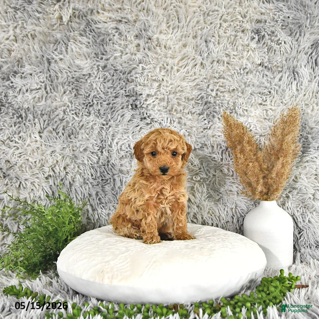 Toy Poodle dogs for sale: Juno - Ad 1