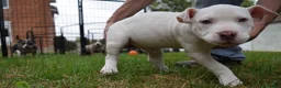 American Bully dogs for sale: American Bully 2 - Ad 8