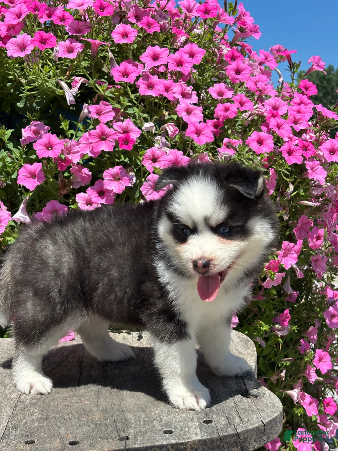 Pomsky dogs for sale: Conner - Ad 3