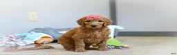Standard Poodle dogs for sale: Millie AKC - Ad 5