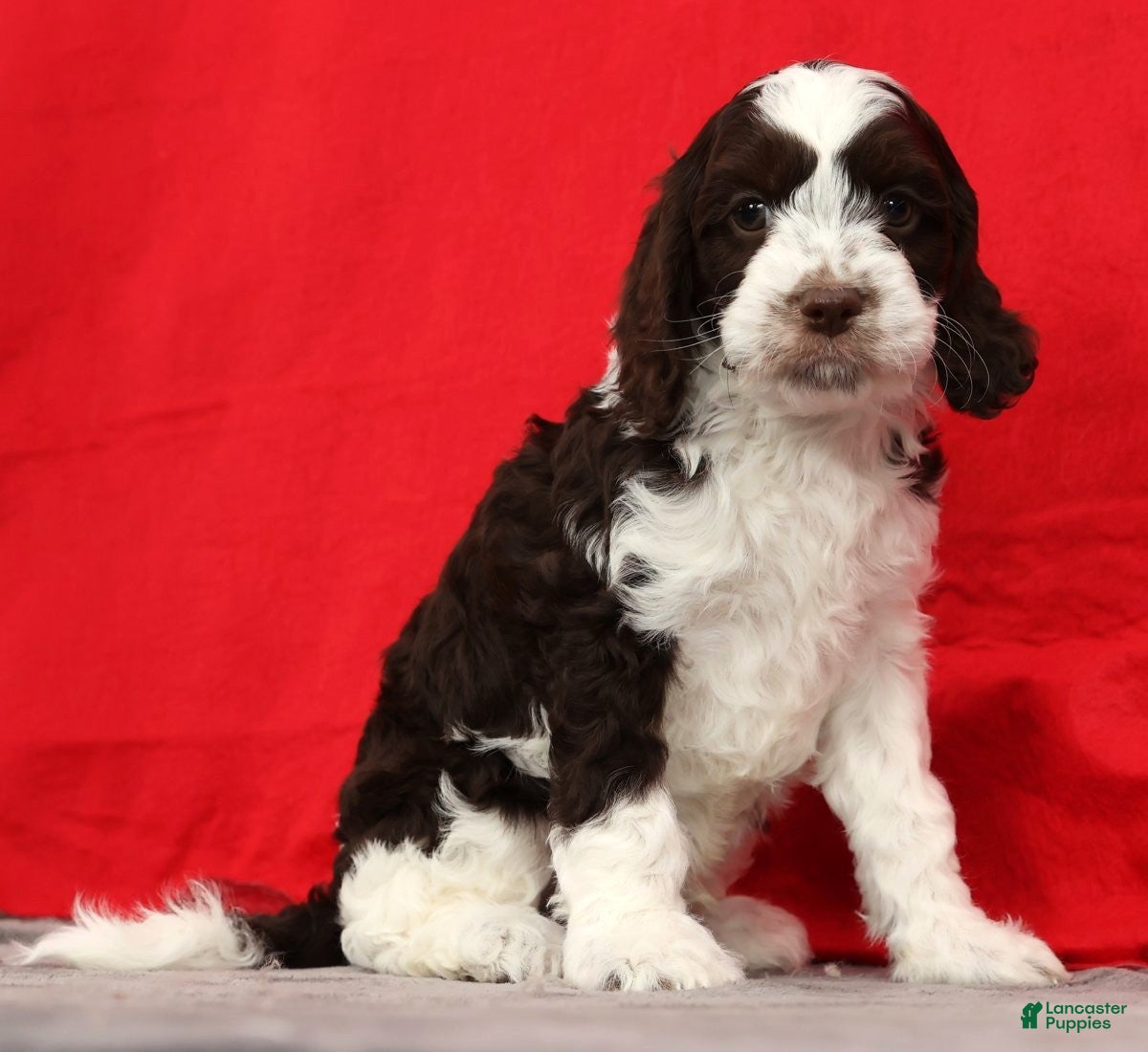 Cavapoo dogs Seth - Ad 18