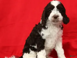 Cavapoo dogs Seth - Ad 39