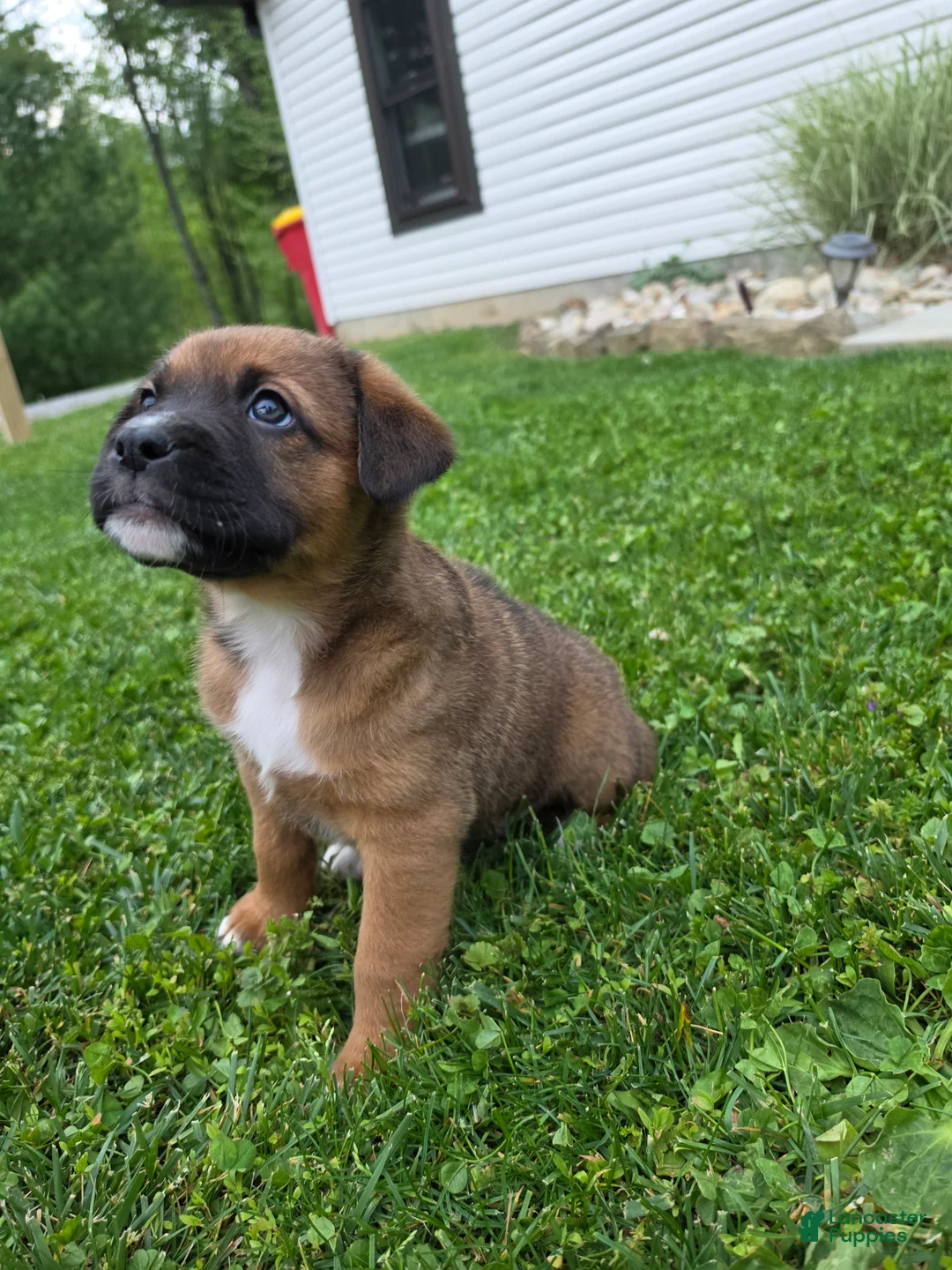 Mixed Breed dogs for sale: Duke - Ad 1