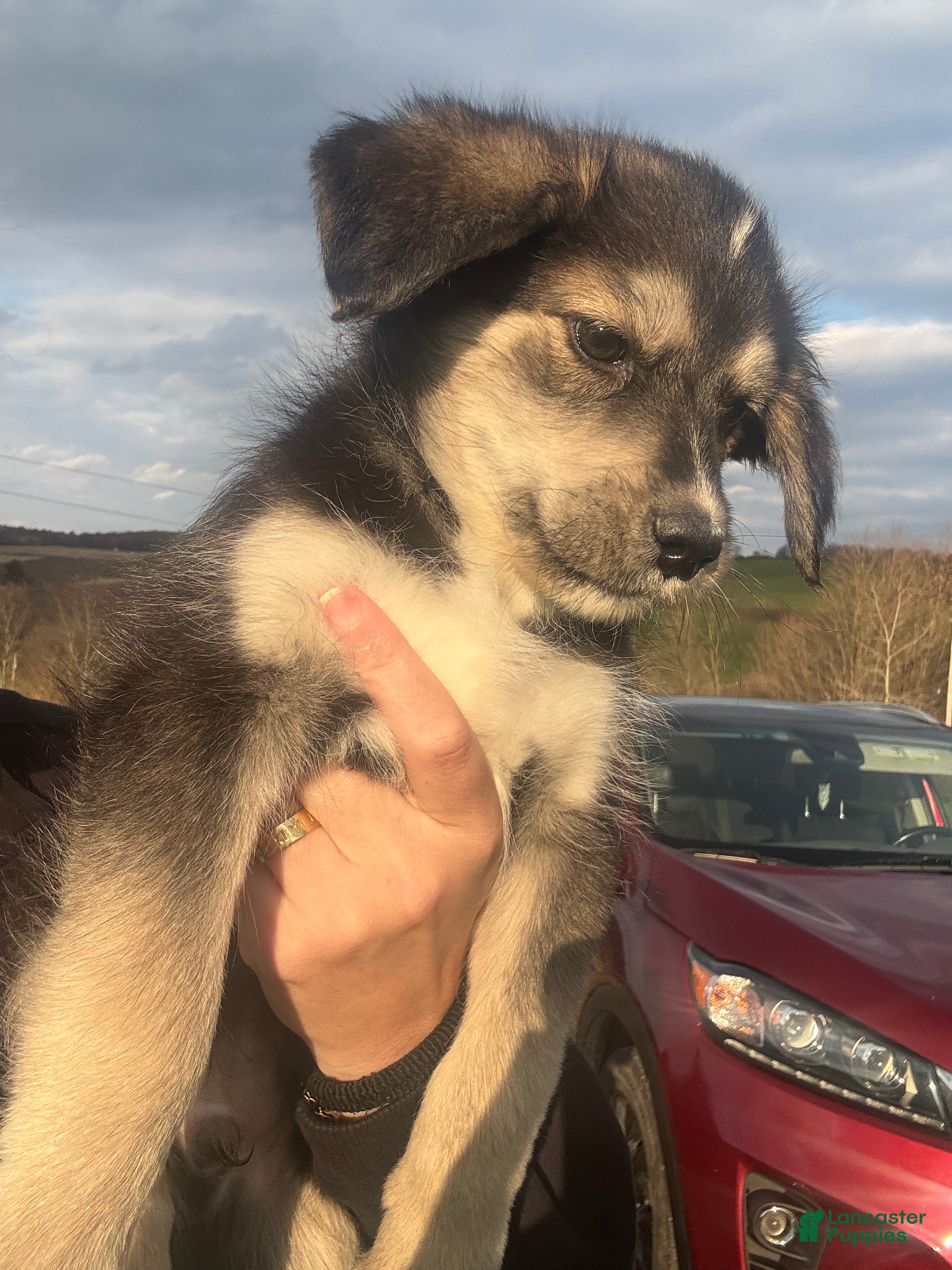 Huskipoo dogs for sale: Rover  - Ad 15