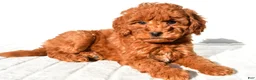 Mini Goldendoodle dogs for sale: Cinnamon  - Ad 6