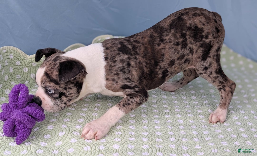 Boston Terrier dogs for sale: Merlin - Ad 6