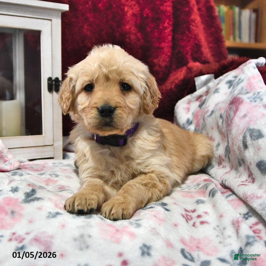 Goldendoodle dogs Heidi - Ad 32