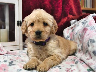 Goldendoodle dogs Heidi - Ad 33