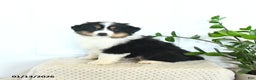 Miniature Australian Shepherd dogs for sale: Micah - Ad 2