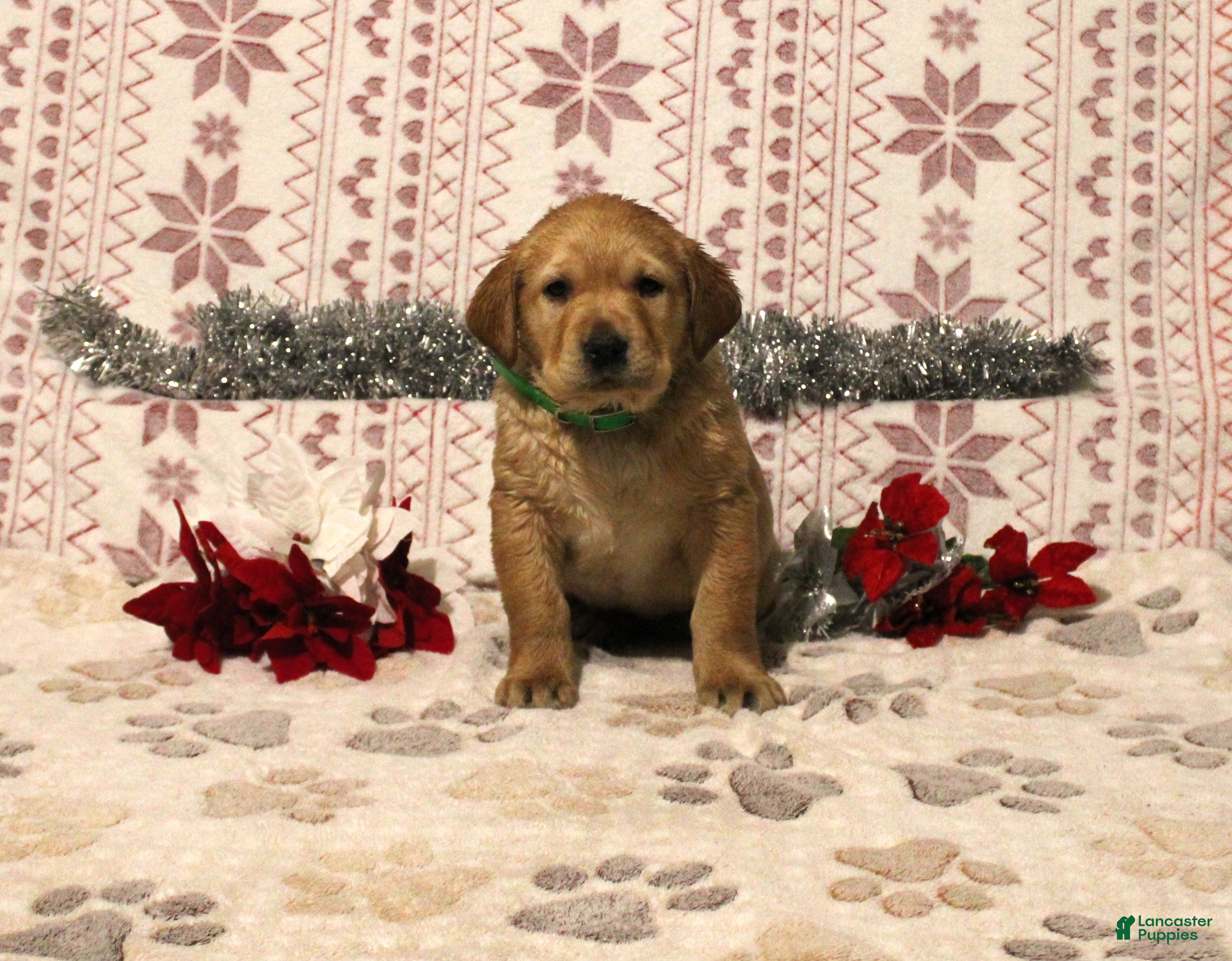 Labrador Retriever dogs Crystal - Ad 32