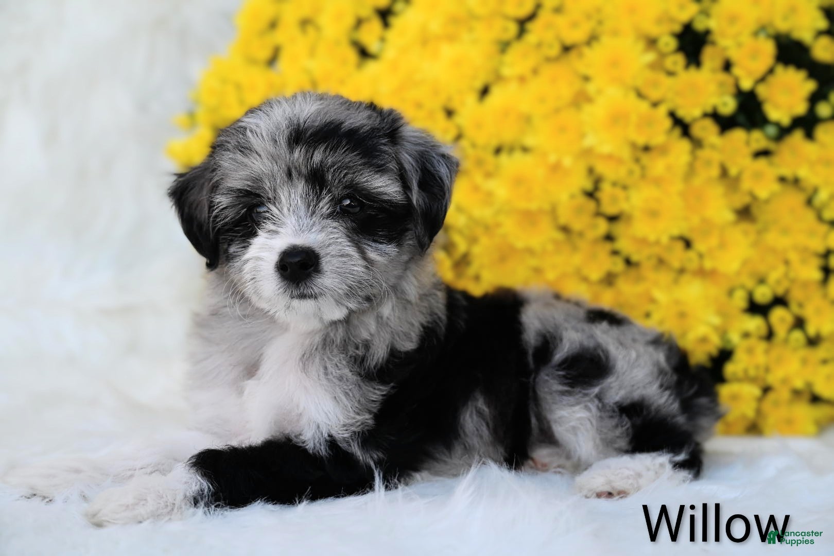 Mini Aussiedoodle dogs Willow - Ad 2