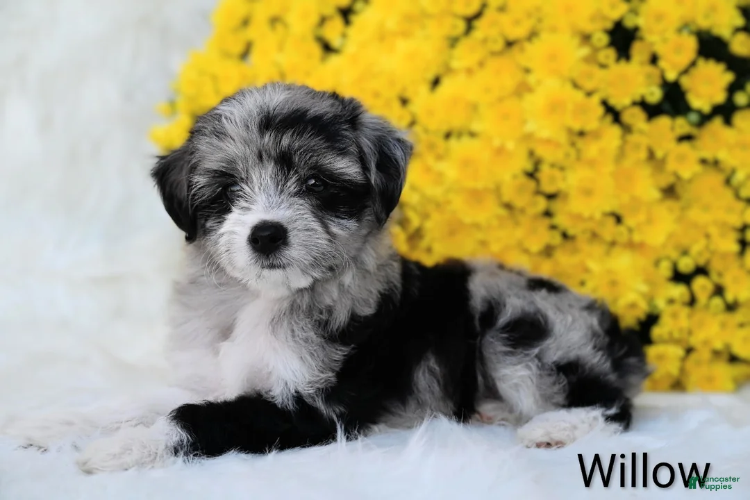 Mini Aussiedoodle dogs for sale: Willow - Ad 2