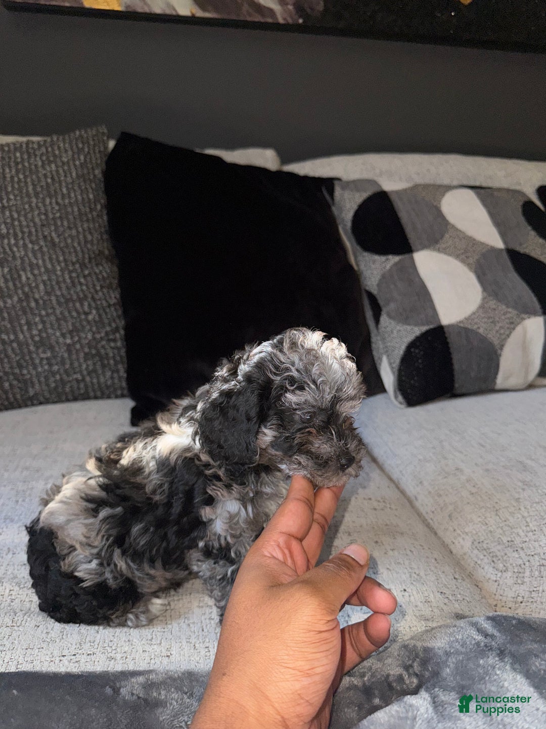 Toy Poodle dogs for sale: Misti - Ad 5