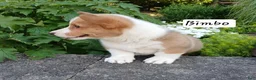 Welsh Corgi Pembroke dogs for sale: Bimbo - Ad 2