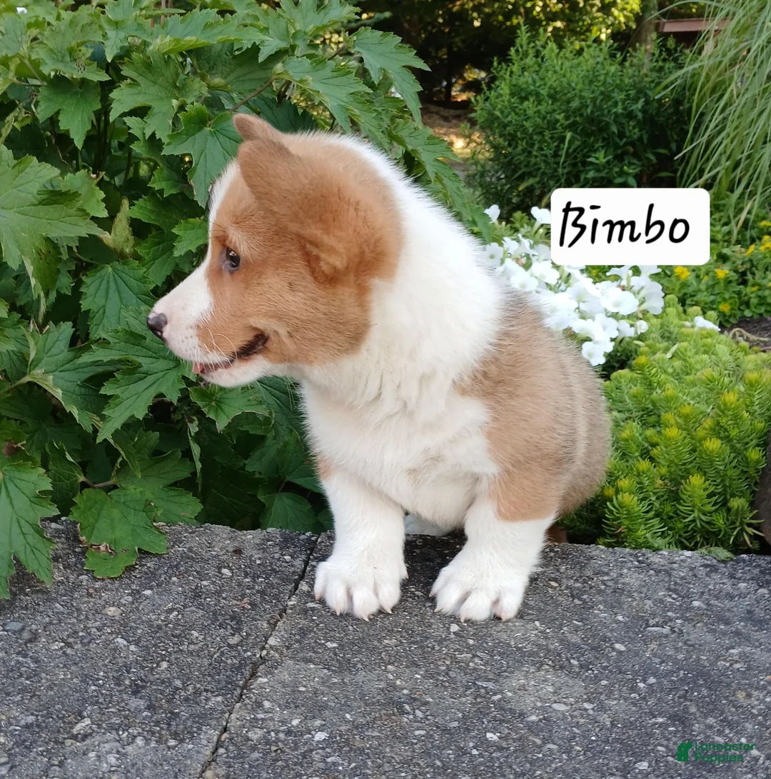 Welsh Corgi Pembroke dogs for sale: Bimbo - Ad 2