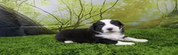 Miniature Australian Shepherd dogs for sale: Liberty - Ad 5