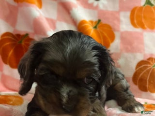 Cocker Spaniel dogs - Ad 5