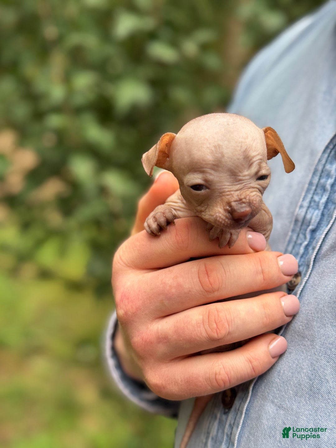 Mixed Breed dogs for sale: Cleopatra  - Ad 78