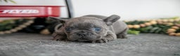 French Bulldog dogs for sale: Alana - Ad 3