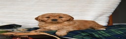 Miniature Golden Retriever dogs for sale: Noel - Ad 1