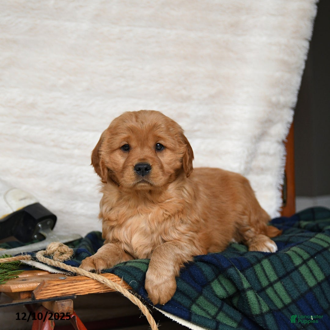 Miniature Golden Retriever dogs for sale: Noel - Ad 1