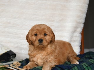 Miniature Golden Retriever dogs Noel - Ad 16