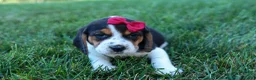 Beagle dogs for sale:  Cody 🐾🐶 - Ad 9