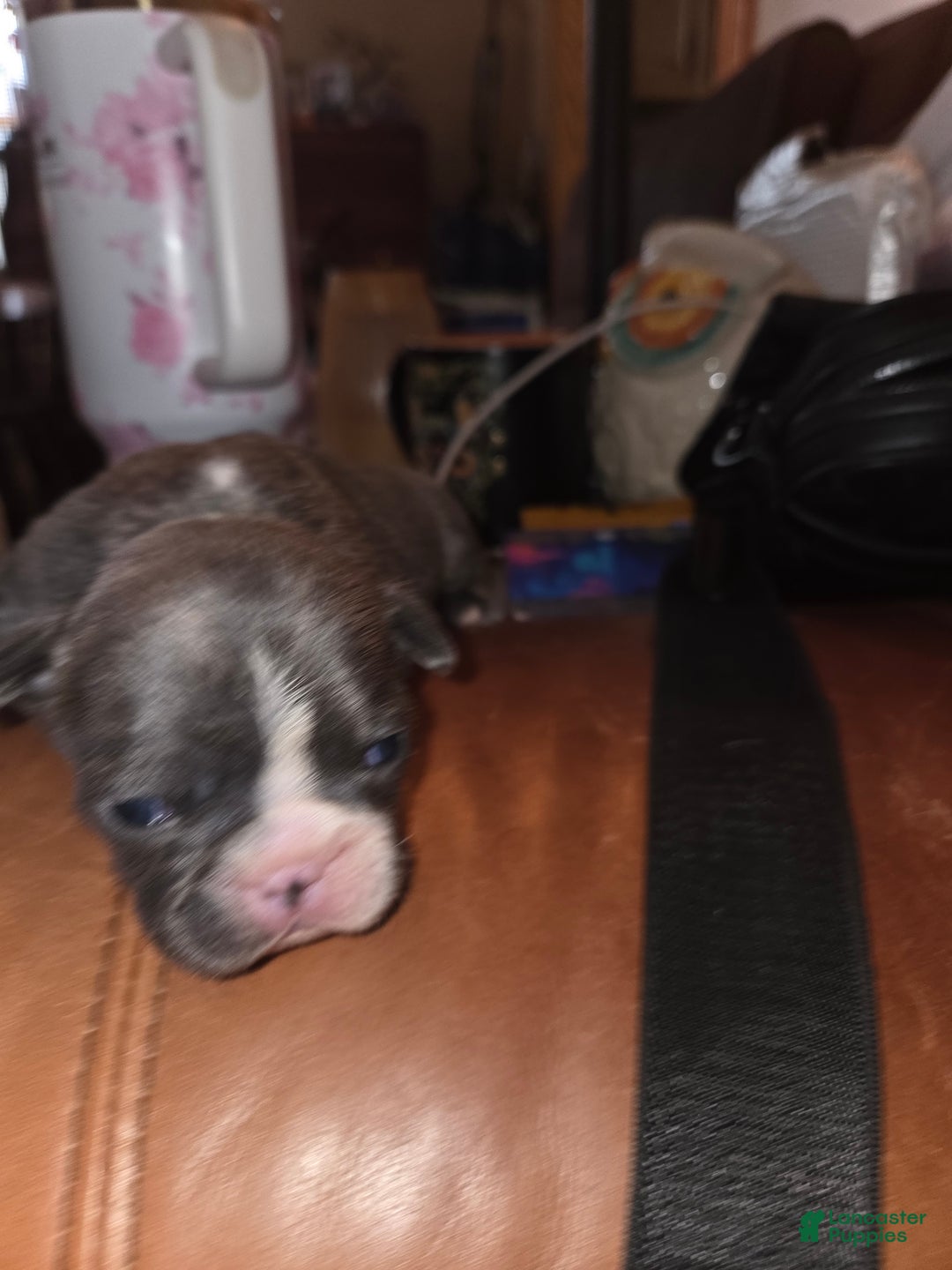 Frenchton dogs for sale: Frenchton Puppy 2 - Ad 3