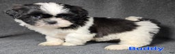 Shih Tzu dogs for sale: Buddy - Ad 3
