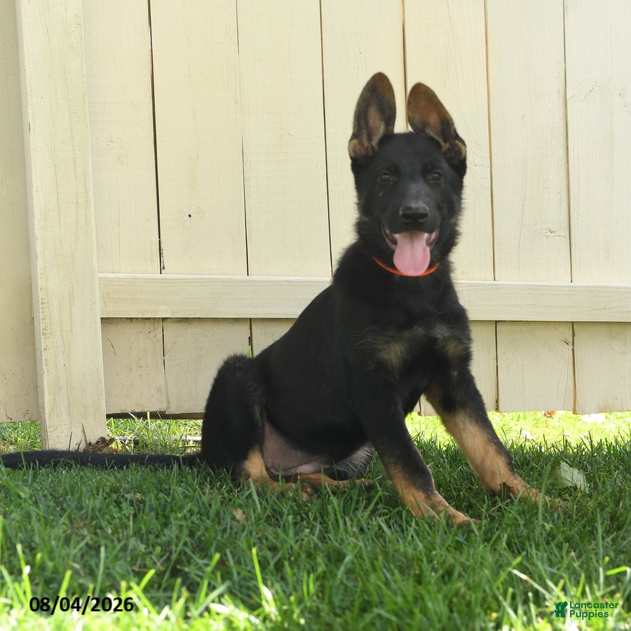 German Shepherd dogs Freya - Ad 1