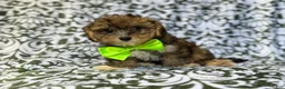 Yorkiepoo dogs for sale: Buster - Ad 4
