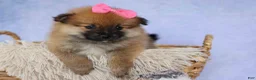 Pomeranian dogs for sale: Freya  - Ad 18