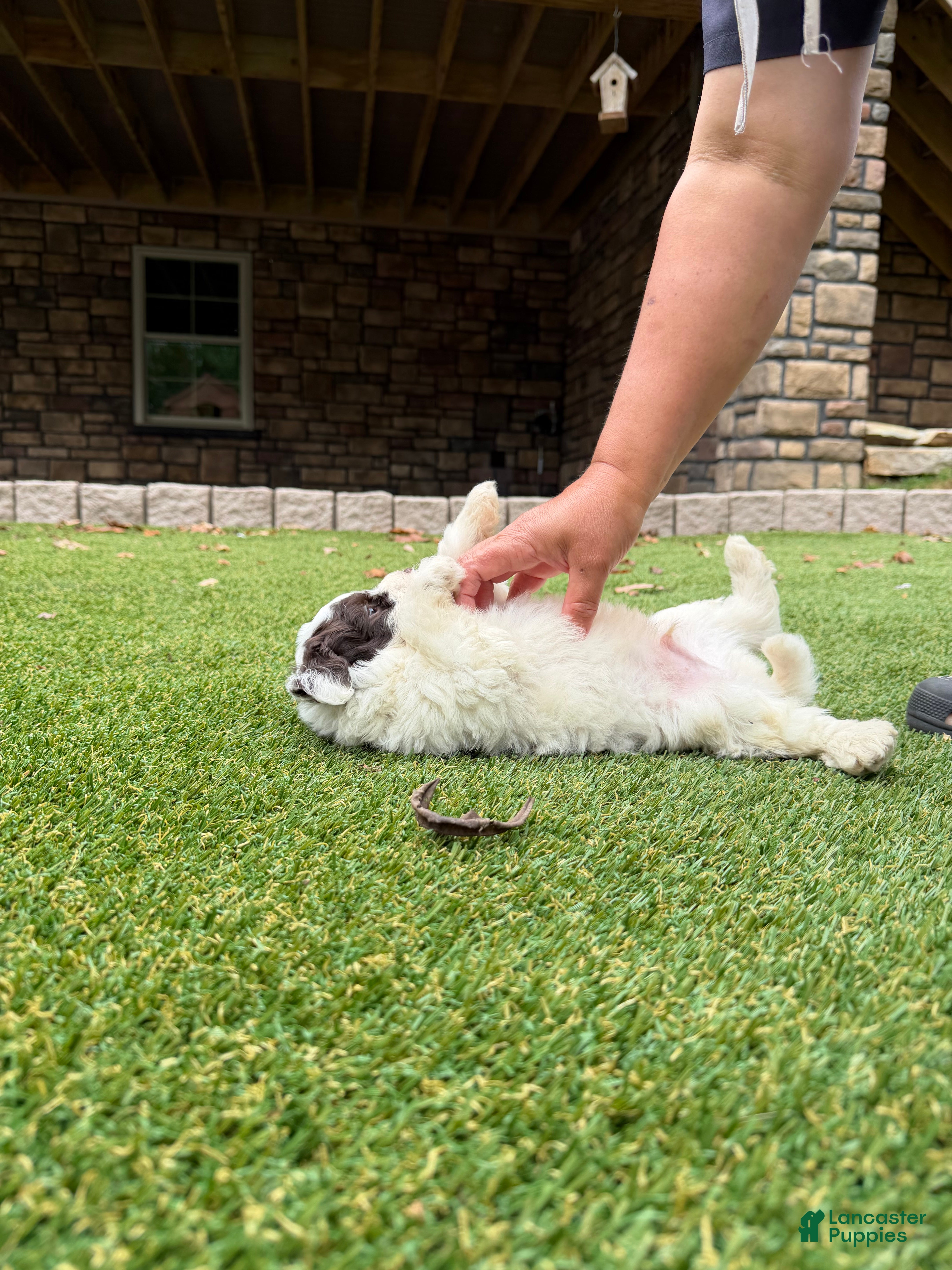 Aussiedoodle dogs Rexy - Ad 2