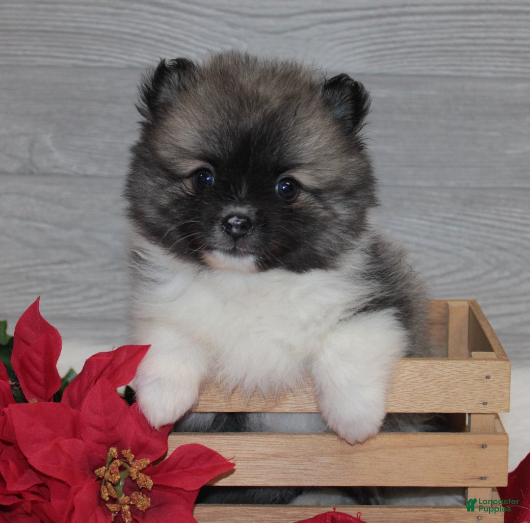 Pomeranian dogs for sale: Bryson - Ad 2