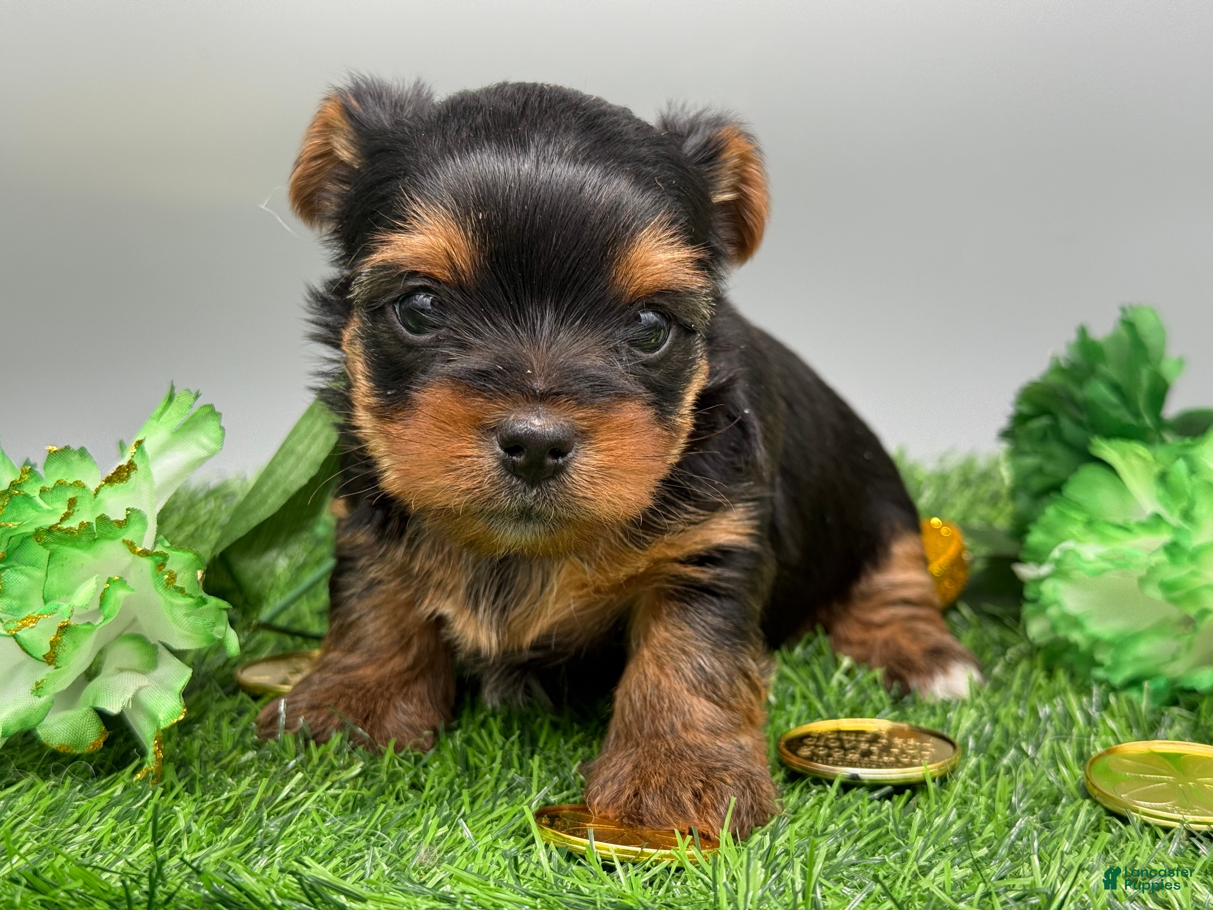 Yorkshire Terrier dogs Serena  - Ad 23