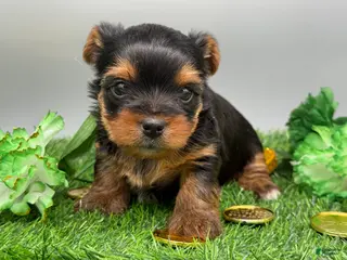 Yorkshire Terrier dogs Serena - Ad 23