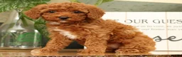 Miniature Poodle dogs for sale: Ava - Ad 1