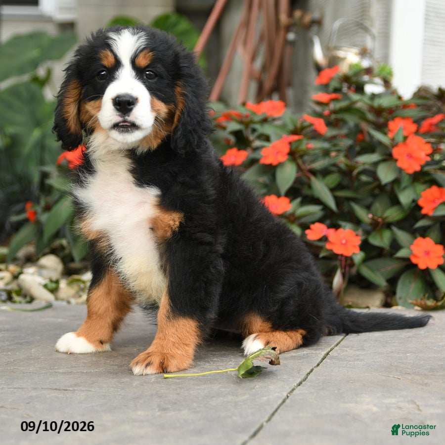 Miniature Bernese Mountain Dog dogs for sale: Cheyenne - Ad 4